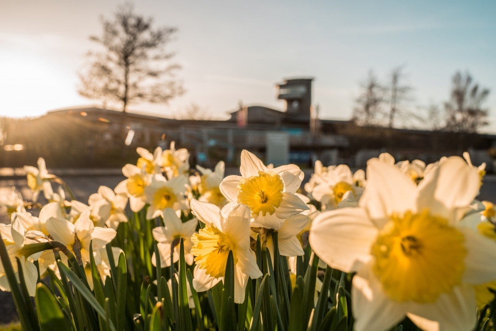 Spectacular spring at Slimbridge 